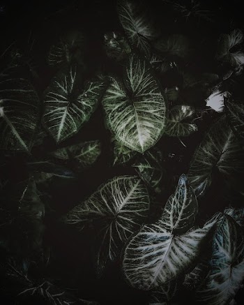 Shallow Focus Photo Of Green Dumb Cane Plants