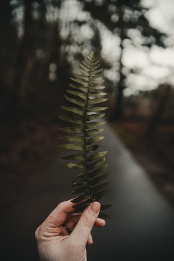Shallow Focus Photo of Green Fern Plants