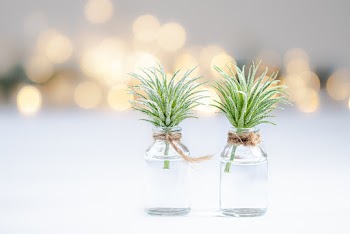 Shallow Focus Photo of Green Leafed Plant in Vials