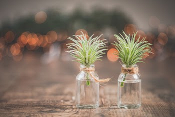 Shallow Focus Photo of Green Leafed Plant in Vials