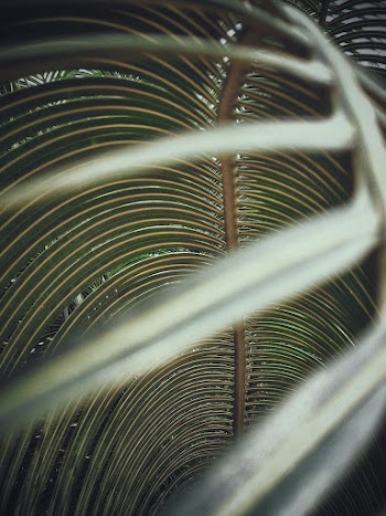 Shallow Focus Photo of Green Leaves
