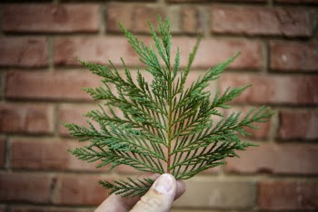 Shallow Focus Photo of Green Leaves