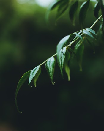 Shallow Focus Photo of Green  Leaves