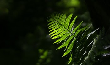 Shallow Focus Photo Of Green Plant