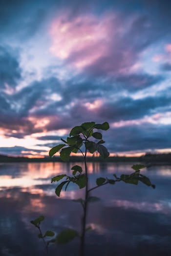 Shallow Focus Photo of Green Plant