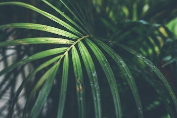 Shallow Focus Photo of Green Plants