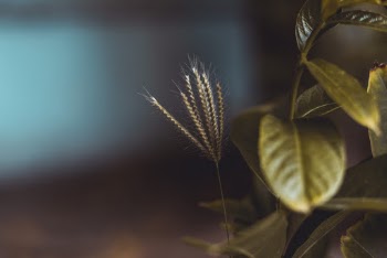 Shallow Focus Photo of Green Plants