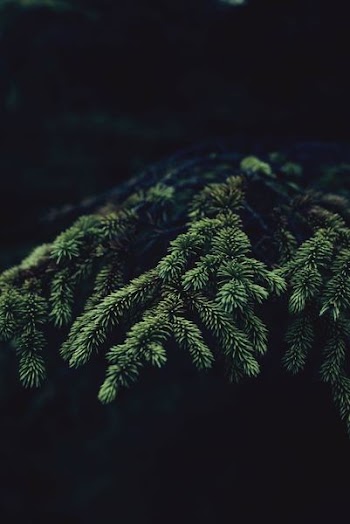 shallow focus photo of green plants