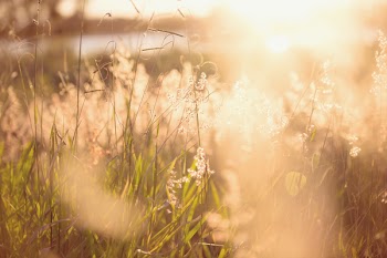 Shallow Focus Photo of Green Plants