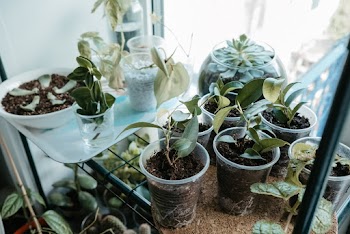 Shallow Focus Photo of Green Plants