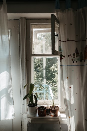 Shallow Focus Photo of Green Plants Beside Window