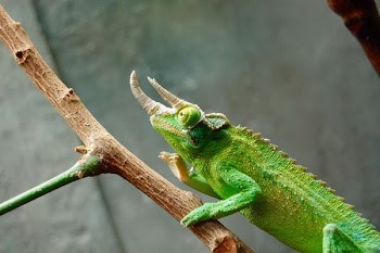 shallow focus photo of green reptile