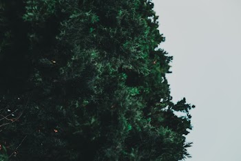 Shallow Focus Photo of Green Tree