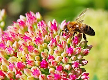Shallow Focus Photo of Honey Bee on Flower