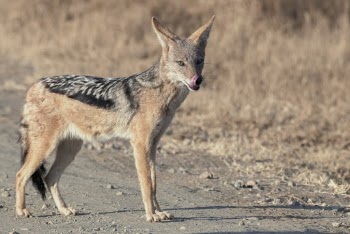 Shallow Focus Photo of Jackal