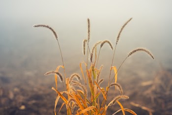 Shallow Focus Photo of Kans Grass