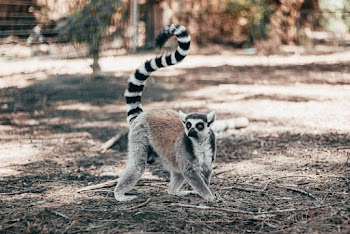 Shallow Focus Photo of Lemur Walking on Ground
