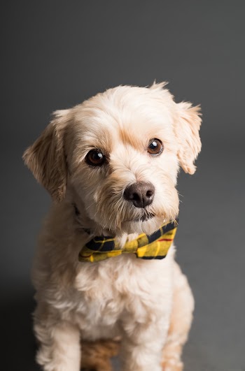 Shallow Focus Photo of Long-coated Dog