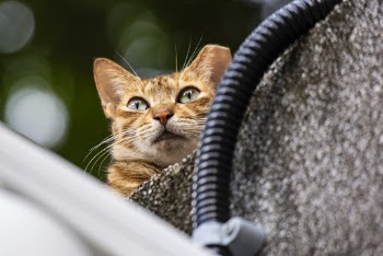 Shallow Focus Photo of Orange Tabby Cat