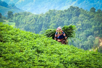 Shallow Focus Photo of Person Carrying Plants