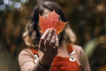 Shallow Focus Photo of Person Holding Red Maple Leaf