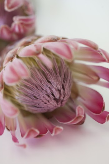 Shallow Focus Photo of Pink Flower