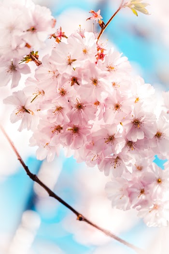 Shallow Focus Photo of Pink Flowers