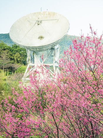 Shallow Focus Photo of Pink Flowers Near Satellite Dish