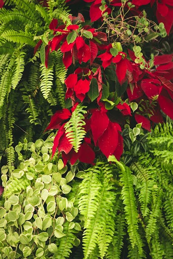 Shallow Focus Photo Of Plant