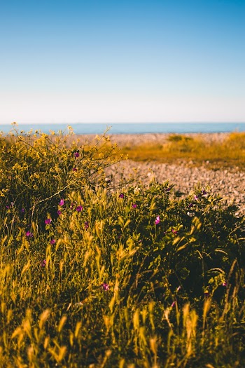 Shallow Focus Photo of Plants