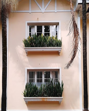 Shallow Focus Photo of Plants in Front of Window