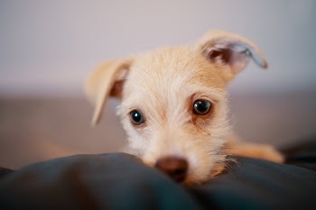 Shallow Focus Photo of Puppy on Black Cloth