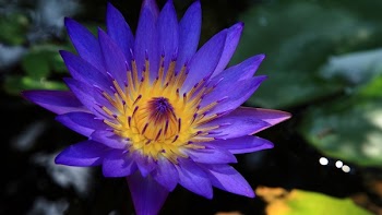 Shallow Focus Photo of Purple and Yellow Water Lily