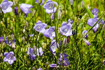 Shallow Focus Photo of Purple Flowers