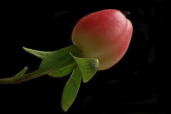 Shallow Focus Photo of Red Fruit