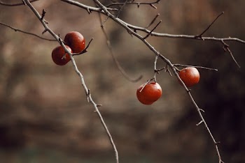 Shallow Focus Photo of Red Fruits