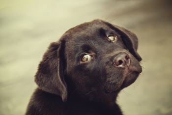 Shallow Focus Photo of Short-coated Black Puppy Head