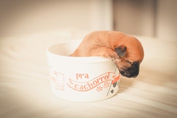 Shallow Focus Photo of Short-coated Brown Puppy in White Plastic Cup