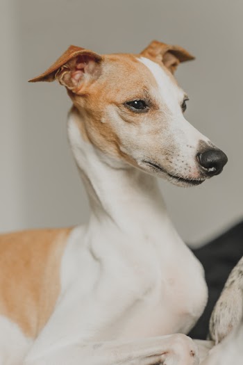 Shallow Focus Photo of Short-coated White and Brown Dog