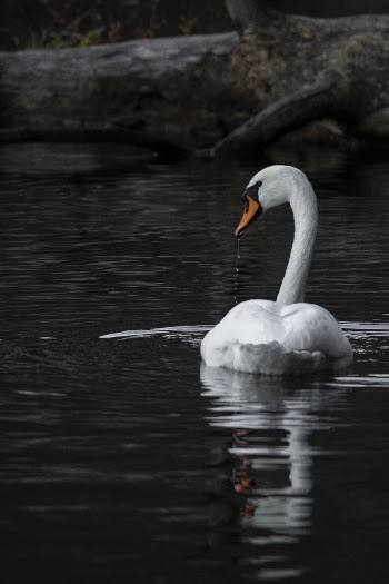 Shallow Focus Photo Of Swan On Body Of Water