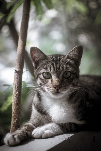 Shallow Focus Photo of Tabby Cat