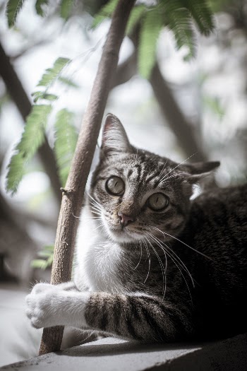 Shallow Focus Photo of Tabby Cat
