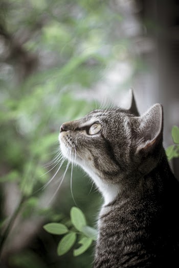Shallow Focus Photo of Tabby Cat Looking Up