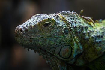 Shallow Focus Photo of Teal, Yellow, and Gray Bearded Dragon