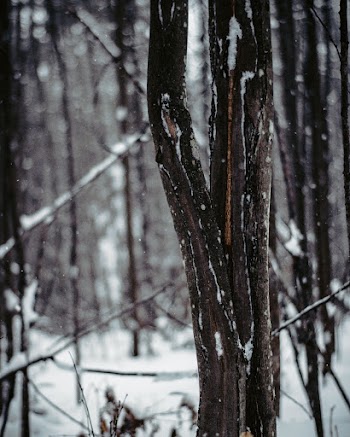 Shallow Focus Photo Of Tree 