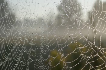 Shallow Focus Photo of Web