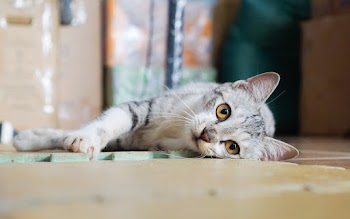 Shallow focus photo of white and gray cat
