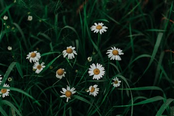Shallow Focus Photo of White Daisies