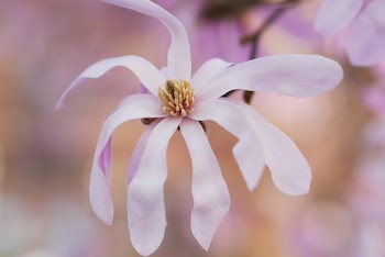 shallow focus photo of white flower