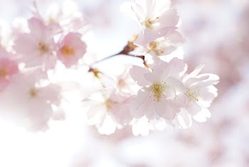 Shallow Focus Photo of White Flowers